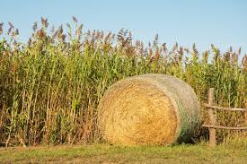 Feno e sorgo